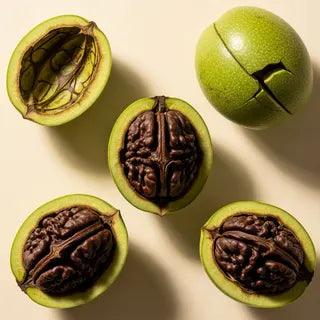 Whole green black walnut hulls - one intact, three cracked open showing the dark walnut inside
