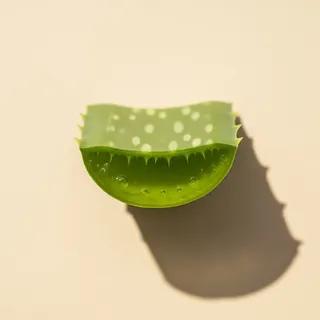 A bright green Cape Aloe leaf section, showing the inner pulp and white spots on the outer skin