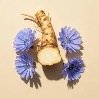 A whole chicory taproot - the source of inulin fiber - surrounded by four bright blue chicory flowers